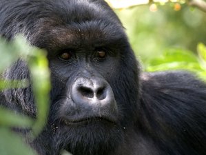 3 Day Gorilla Trek and Cultural Trip in Kigali, Uganda