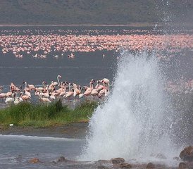 92-Daagse Begeleide Flamingosafari naar Lake Bogoria en Lake Nakuru vanuit Nairobi, Kenia - Photo 1