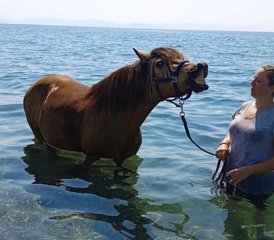 8 Tage Reiturlaub für Familien auf dem Peloponnes, Griechenland mit Bauernhofbesuch und Pferdepflege - Photo 3