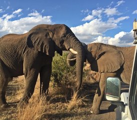 5-Daagse Luxe Safari Om De ‘big Five’ Te Ontdekken in Het Kruger National Park, Zuid-Afrika - Photo 4