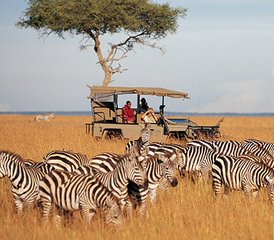 4 jours safari merveilleux au Kenya, dans la réserve de gibier de Masai Mara et le parc national du lac Nakuru. - Photo 3