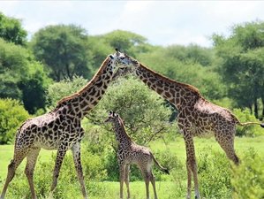 10 Tage Serengeti Große Migration Luxus Safari Escape in Tansania