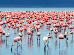 6 Day Kenya Safari at Masai Mara, Lake Nakuru, and Amboseli National Parks
