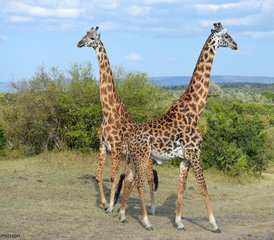 3-Daagse Budget Groepssafari met Kamperen in Masai Mara National Reserve, Kenia - Photo 2