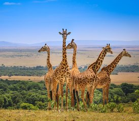 4-Daagse Groepssafari in Maasai Mara en Lake Nakuru, Kenia - Photo 2
