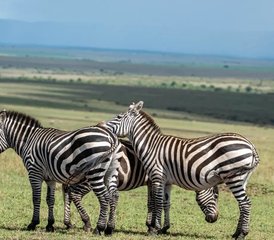 7 jours safari faune sauvage au Maasai Mara, Serengeti et cratère du Ngorongoro, Kenya et Tanzanie - Photo 5