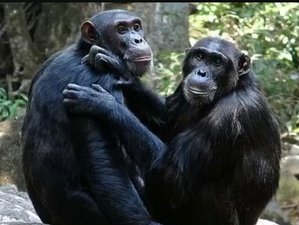 7 Tage Safari in Westtansania in den Nationalparks Katavi und Mahale Mountains