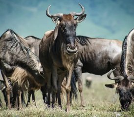 7 jours en safari privé dans les magnifiques parcs nationaux du Kenya : Amboseli, lac Nakuru, Masai Mara - Photo 3