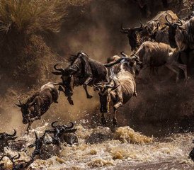 9 Tage Safari mit der Chance, die Große Migration beim Überqueren des Mara-Flusses zu sehen in Tansania - Photo 2