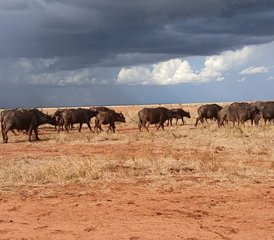 3-Daagse Begeleide Safari Tsavo East en Taita Hills in Kenia - Photo 3