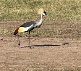 6 jours safari à Amboseli, au lac Nakuru et au Masai Mara, Kenya - Photo 5