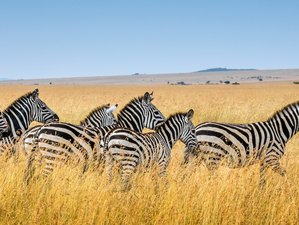 Zebra Safari's