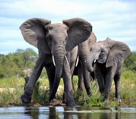 4 Tage Entdecken Sie den malerischen Krüger-Nationalpark: Private Big-Five-Safari in Südafrika - Photo 2