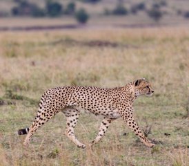 4 jours découverte de la Tanzanie : safari de groupe économique avec aventure en camping, Tanzanie - Photo 5