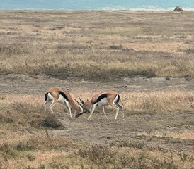 3 jours en stage de safari en groupe au parc national du Serengeti et au cratère du Ngorongoro, Tanzanie - Photo 5