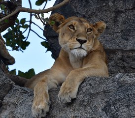 8 jours safari migration des gnous et saison des naissances en Tanzanie, Tanzanie - Photo 3