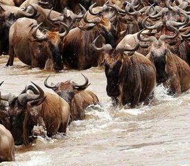 3 jours safari de la migration des gnous en Tanzanie, Tanzanie - Photo 2
