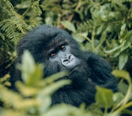 64 Tage Gorilla-Trekking-Safari mit Goldmeerkatze in Ruanda - Photo 1