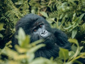 4 Day Gorilla Trekking Safari with Golden Monkey in Rwanda