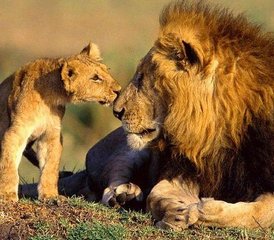 10 Tage Beste Kenia Big Five Private Wildlife-Safari - Photo 5