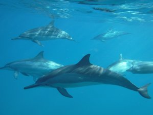 6 Tage Delfin Yoga Retreat auf Big Island, Hawaii