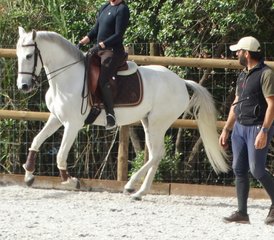 6 Days Intensive Dressage Holiday with Lusitano Horses in Alenquer, Centro Region, Portugal - Photo 3