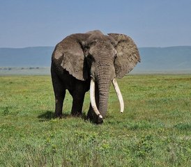 5 Jours en Safari en Groupe en Tanzanie Au Tarangire, Serengeti Et Cratère Du Ngorongoro, Tanzanie - Photo 3