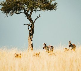 4 Tage private Safari in Tansania: Tarangire, Serengeti & Ngorongoro-Krater - Photo 3