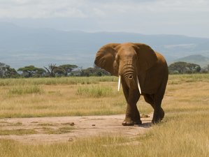 6 Days Lodge Safari in Kenya