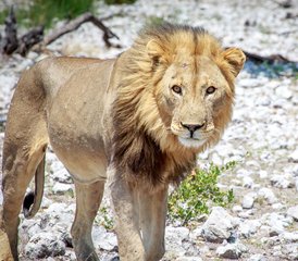 10 Tage Camping Safari im Norden Namibias, Damaraland, Küste und Sossusvlei - Photo 2