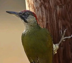9 días de safari fotográfico de la Gran Migración en Tanzania, Serengeti y el cráter del Ngorongoro - Photo 4