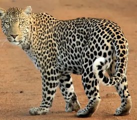 12 días de safari de fauna salvaje y tigres en Kanha, Pench y Tadoba, India - Photo 4