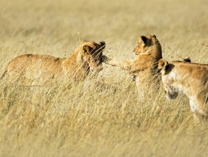 3 Day Exclusive Wilderness Escape: Private Masai Mara Safari in Kenya