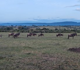 7-Daagse Beste van Kenia Budget Safari - Photo 4