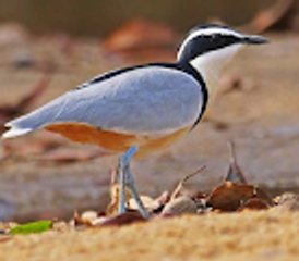 8 Tage Ghana Waldvogel und Naturtour - Photo 4
