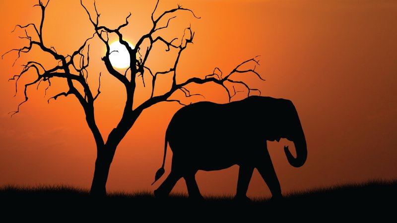 7 días de safari privado emocionante en Kenia