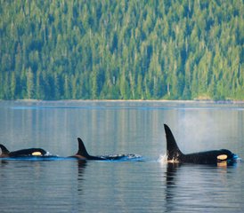 5 jours glamping & observation des baleines, île Swanson, Canada - Photo 3