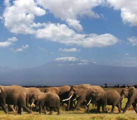 53 jours safari groupé à Amboseli, Kenya - Photo 1