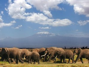 3 Day Amboseli Group Joining Safari in Kenya