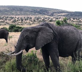 43-Daagse Safari in Kenya: Beste van Tsavo Oost en West Avontuur in de wildernis - Photo 1