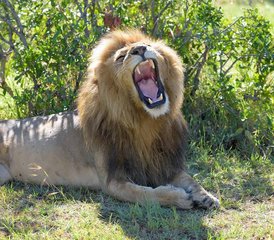 4-Tage Budget-Safari in der Masai Mara, am Lake Naivasha und im Hell’s-Gate-Nationalpark in Kenia - Photo 3