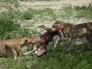 3 Days Classic Budget Maasai Mara Safari in Kenya