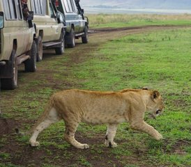 46 Tage Big Five Safari im Norden Tansanias - Photo 1