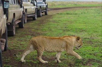 6 Tage Big Five Safari im Norden Tansanias