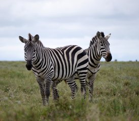 7 jours safari privé au parc national du Serengeti et au-delà, Tanzanie - Photo 2