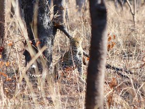 5-Daagse Avontuurlijke en Kampeersafari in Nationaal Park Kafue, Zambia