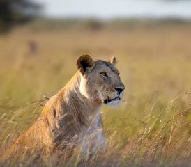 7 Täge Budget-Safari in Kenia: Masai Mara, Lake Nakuru, Hell's Gate und Amboseli Nationalparks - Photo 2