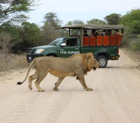 5 Day Lodge and Treehouse Safari in Balule Nature Reserve and Kruger National Park, South Africa - Photo 5