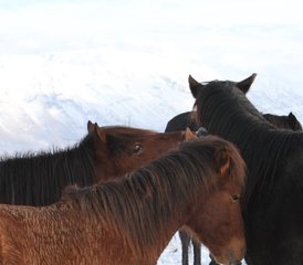 8 Tage Winter Reittour und Kultur in Albanien - Photo 4