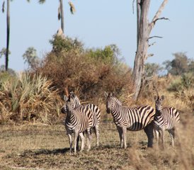 2-Daagse Okavango Delta Mokoro Safari in Botswana - Photo 2